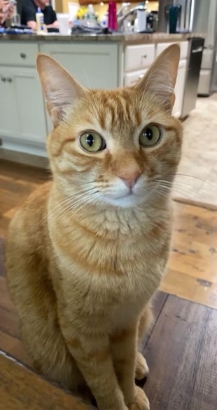 A Cat Tale