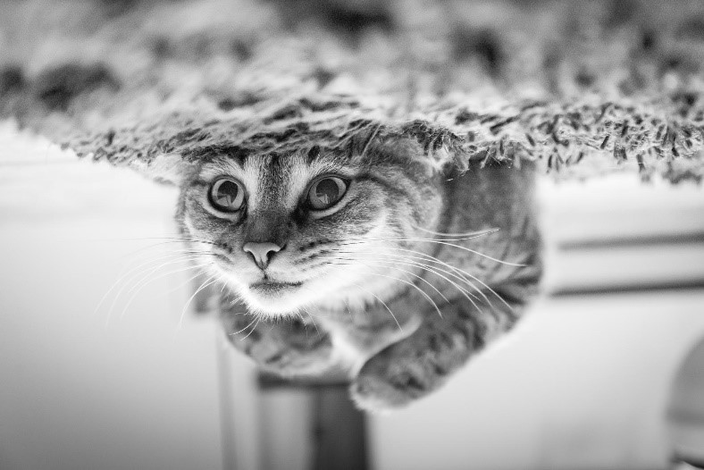 A Reincarnation Story