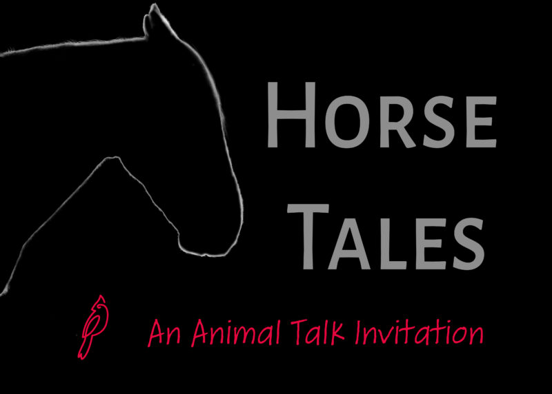 Horse Silhouette