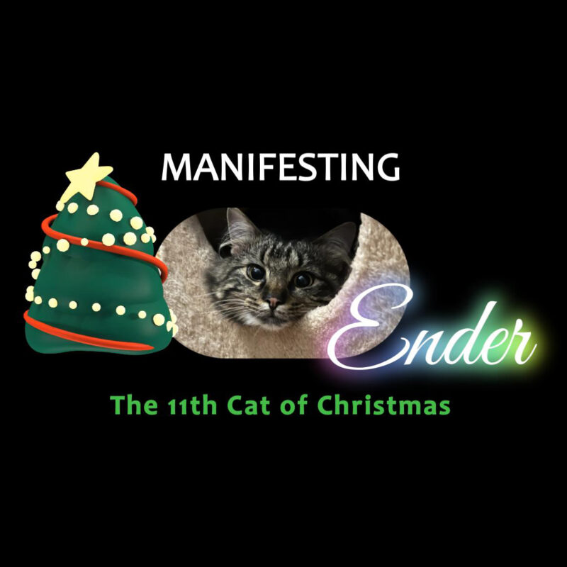 Manifesting Ender The 11th Cat Of Christmas Square (1)